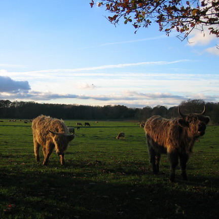 Galloway Rinder im Stellmoorer Tunneltal (2005)