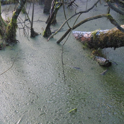 Moorlandschaft im Stellmoorer Tunneltal (2005)